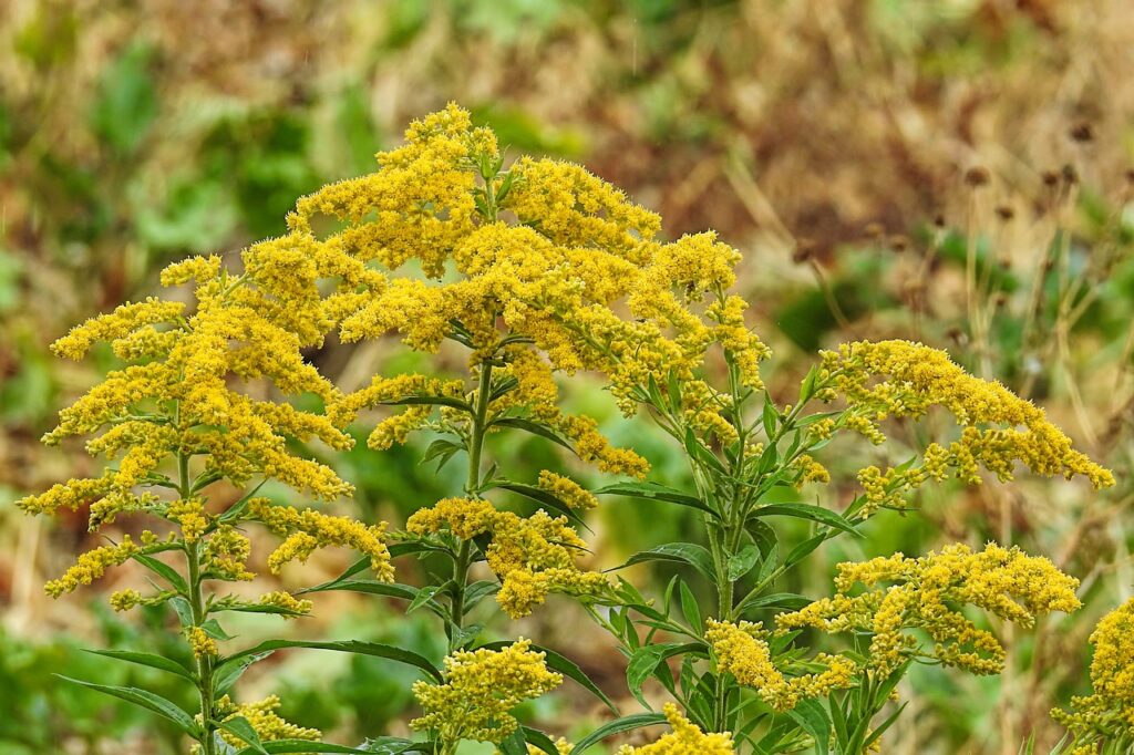 fall, goldenrod, yellow-3739480.jpg