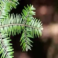 Grand-Fir-scaled-1.jpg