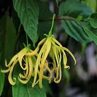 Ylang-Ylang-scaled-1.jpg