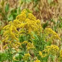fall-goldenrod-yellow-3739480.jpg