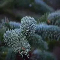 blue-spruce-pine-tree-morning-dew-6767440.jpg